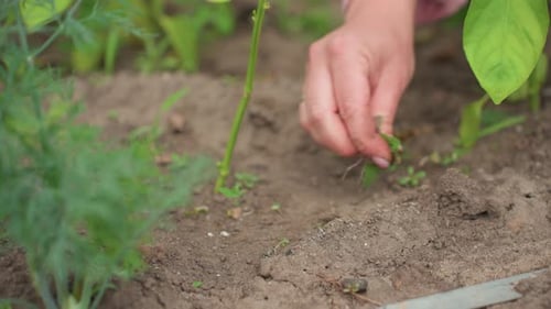 Woman Plants Seed Lady Carefully Places Seed Into Wet Ground An Individual Skillfully Embeds Tiny