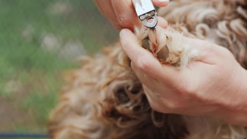 Les mains avec une tondeuse coupent les griffes du chien