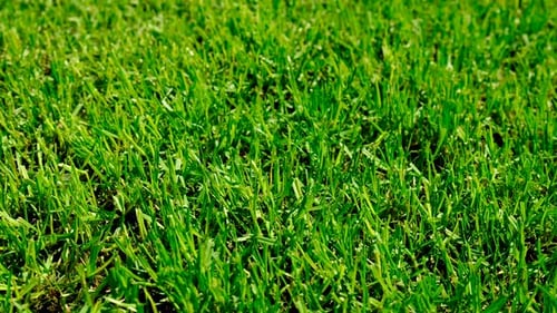 Lawn Grass Grows Green Young