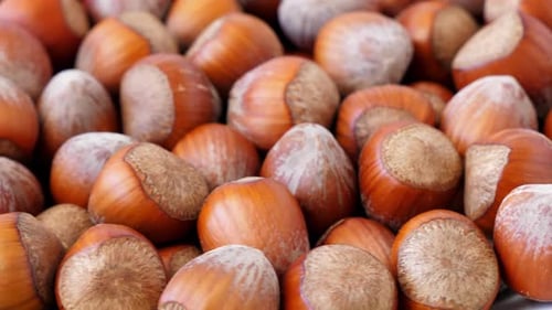 Hazelnut Abstract Background Top View Rotating