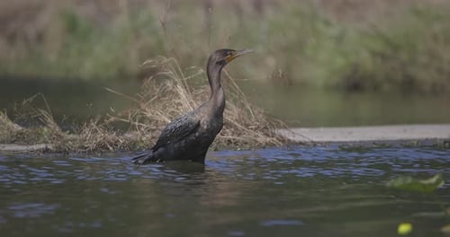 Kormoran steht im fließenden Flusswasser und schaut sich um