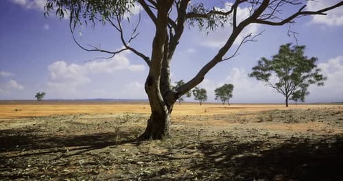 Arid Landscape with Sparse Trees under Blue Sky
