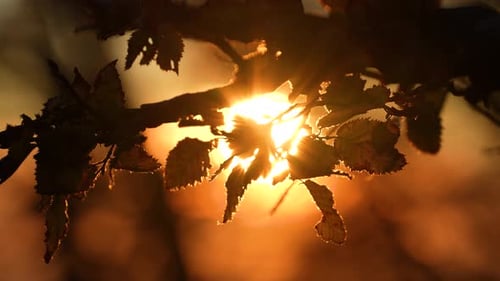 Warm Golden Sun Rays Piercing Through Autumn Leaves with Kaleidoscopic Cinematic Effect at Sunset