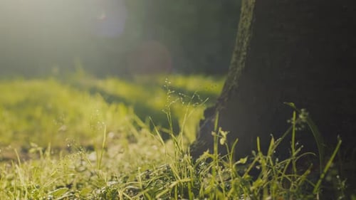 Sonnenbedecktes Waldfeld an einem ruhigen Sommermorgen