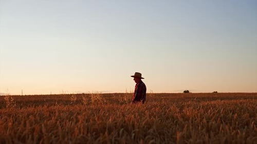Male adult farmer in a straw hat walks by the field of ripe wheat.