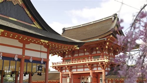 Pink cherry blossoms surrounding an ancient stone lantern at Fushimi Inari historic shrine. The scen