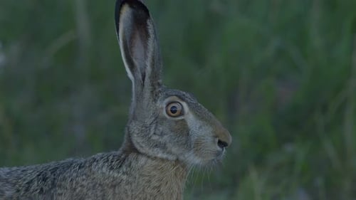 Wild hare running and eating on the road slow motion with big eyes