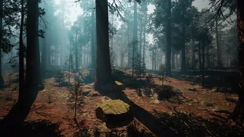Majestic Sequoia Forest