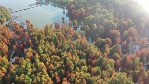 Autumn forest