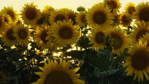 Golden Yellow Sunflower Plant In Field In Warm Sunlight 65