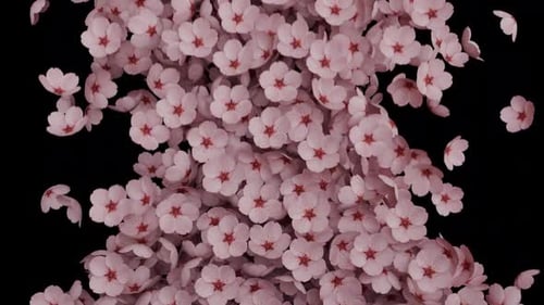 Natural Falling Cherry Blossom Petals Overlay