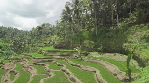 Awesome view of scenic rice terraces in Bali, Indonesia