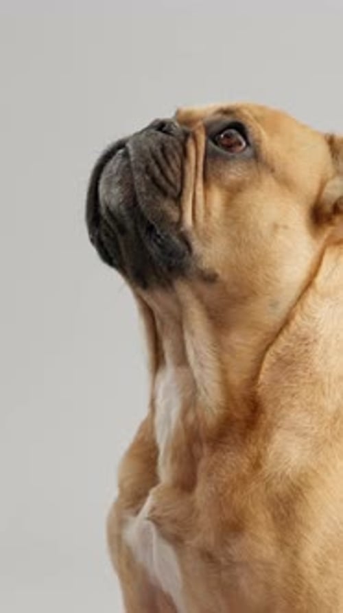 Canine, hands and dog in studio, treat and adoption of French bulldog with loyalty