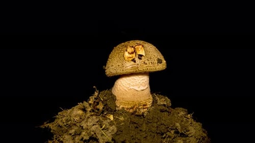 Mushroom Growing in Time Lapse