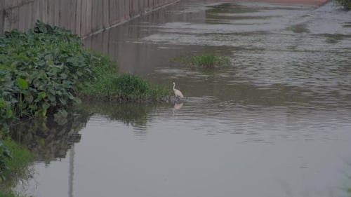Seidenreiher (Egretta garzetta) geht im Teichwasser spazieren. Ein weißer Vogel sucht in einer Drainage
nach Beute