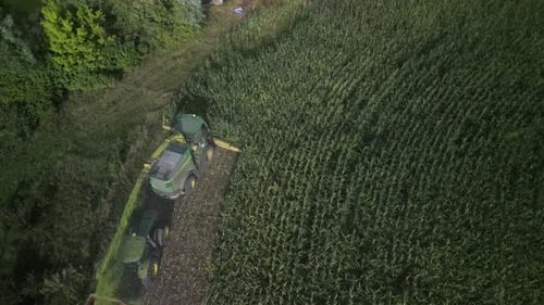 Corn Silage Harvesting with Forage Harvester on Field