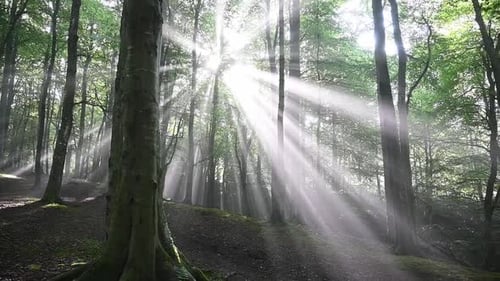 Bright sunbeam shining between green forest trees and leaves in nature - Slow dolly forward shot of
