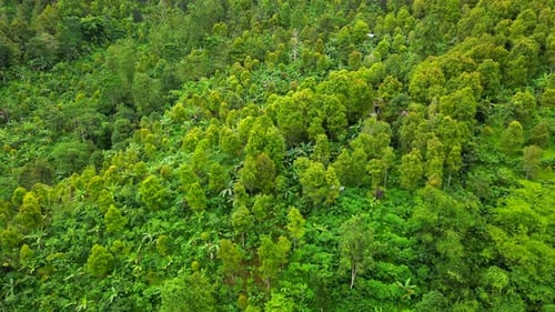 Nature view of Indonesia.