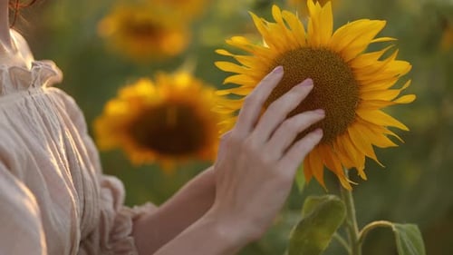 Woman Touching Sunflower Flower