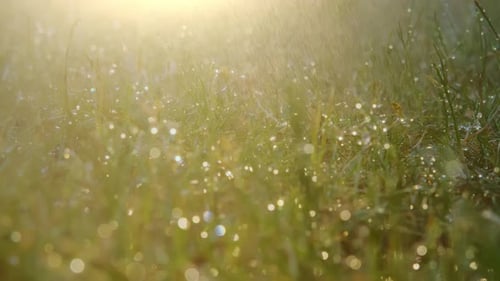 Macro Shot of Summer Rain Drips on Green Grass Summer Field Raindrops Sunset Rain Dripping Watering