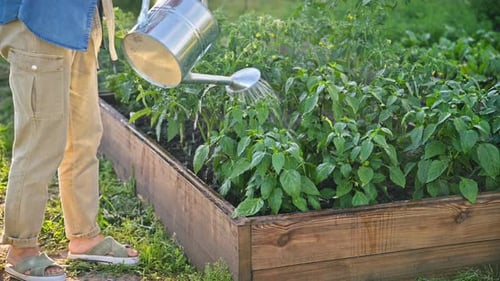 Young Adult Watering Plants in Raised Garden Bed