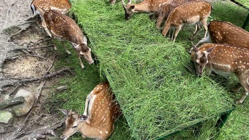 Close up shot of cute deers eating fresh grass outdoor in zoo during daytime