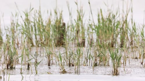 Growing Grass On Freshwater Pond. Selective Focus Shot