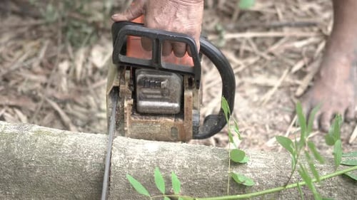Cutting through wood with chainsaw .Man using saw while cutting tree.