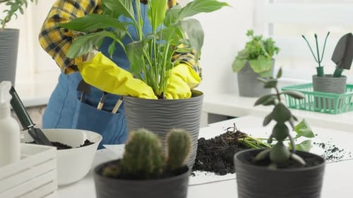 Woman potting a plant at a white table