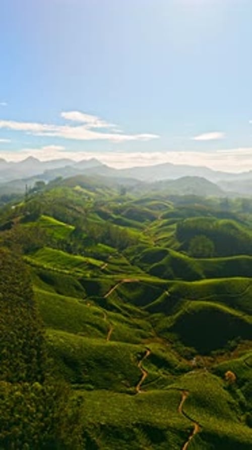Portrait aérien à l'envers au-dessus des plantations de thé de Munnar, lever du soleil au Kerala, Inde