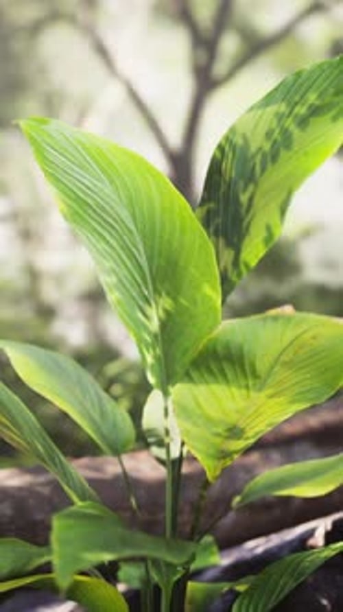 Small Plant Growing Out of Rock
