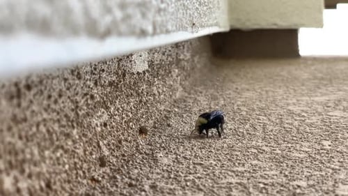 Bubble bee est en détresse et peine à redécoller du sol. Faire des cercles pendant que la tête pointe vers le haut