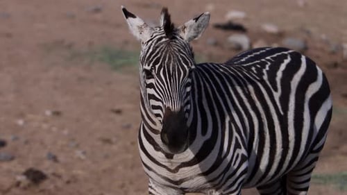 zebra medium close chewing slomo