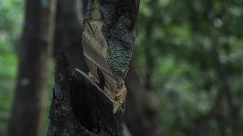Homem indígena vietnamita cortando uma pequena árvore com foice. Homem vietnamita com faca corta tr