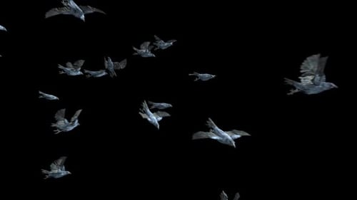 Dynamic Flocks of Realistic Crows Flying