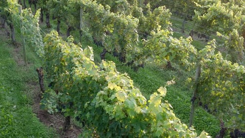 Langsame Luftaufnahme eines Weinbergs. Weintrauben an Reben im Licht der magischen Stunde
.