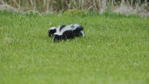 Ein Paar Stinktierbabys, die Seite an Seite durch das Gras laufen.