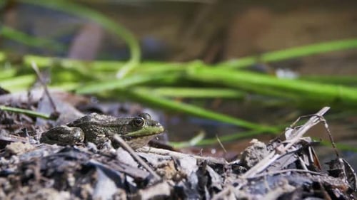 Green Frog Sitting on a River Bank and Jump in Water Slow Motion