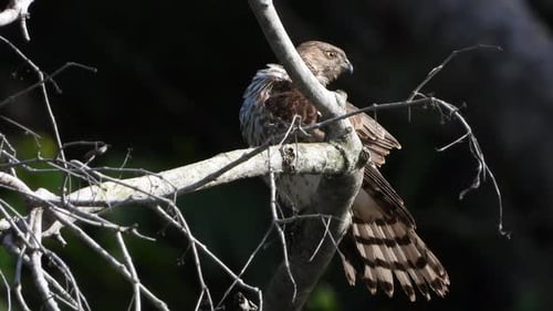 Hawk Preens Feathers on a Tree Branch