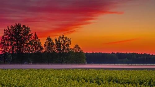Lever de soleil : laps de temps d'un ciel avec des nuages et des tons orangés au-dessus d'un champ de fleurs jaunes.