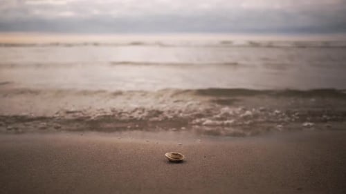 single seashell on sandy beach with calm sea in background