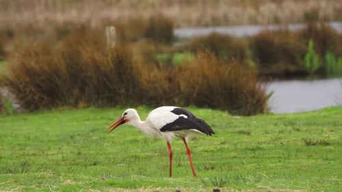 White stork grazing in grassy pasture by river, swallowing morsel.