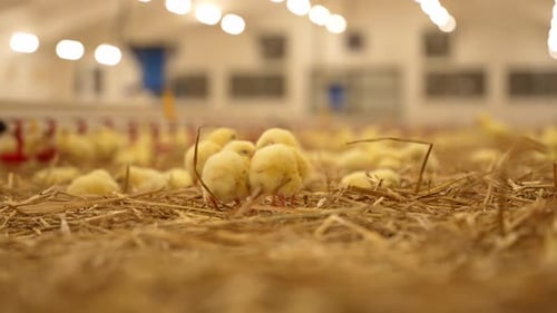 Yellow Chicks Huddle on Straw in Chicken Farm