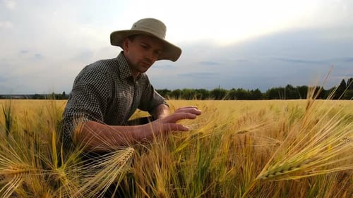 Close Up to Young Farmer Sitting at Wheat Field and Exploring Ripe Cereal Stems at Overcast Day