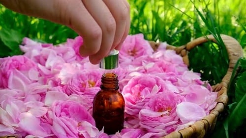 Rose Essential Oil in a Bottle Selective Focus