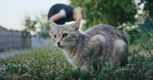 Young Ginger Kitten is Playing with His Parents