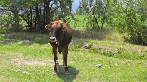 Braune Kuh auf dem Feld frisst Gras vor dem Hintergrund des blauen Himmels und der Berge Farm mit Kühen