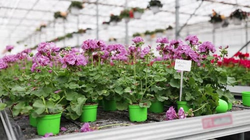 Potted Geraniums Blooming in Greenhouse