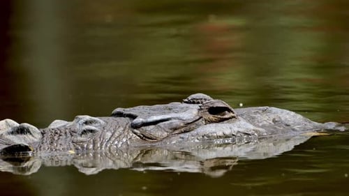 Crocodile