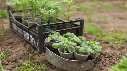 Sustainable Living Seedlings and Vegetables Cultivated in the Garden